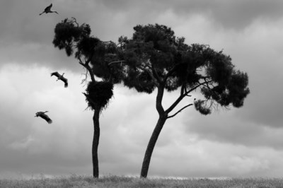 ZomerVanFotografie2011.jpg