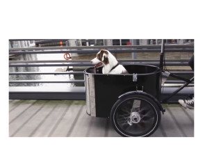 csm_DOG_riding_Copenhagen_nihola_2cf162678a.jpg
